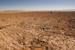 Image du Maroc Professionnelle de  Des ouvriers s'activent à la mise en place d’un système moderne d'arrosage qui laisse passer l’eau petit à petit, dit "goutte à goutte" dans une nouvelle ferme où l’on procède à la plantation d'orangers à Chichaoua, Mardi 27 Février 2007. (Photo / Abdeljalil Bounhar) 